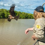Guide feeding a whistling kite 'on the wing'