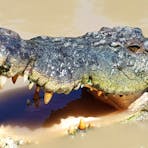 Close to the croc.