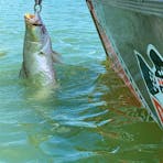Big Barra next to boat