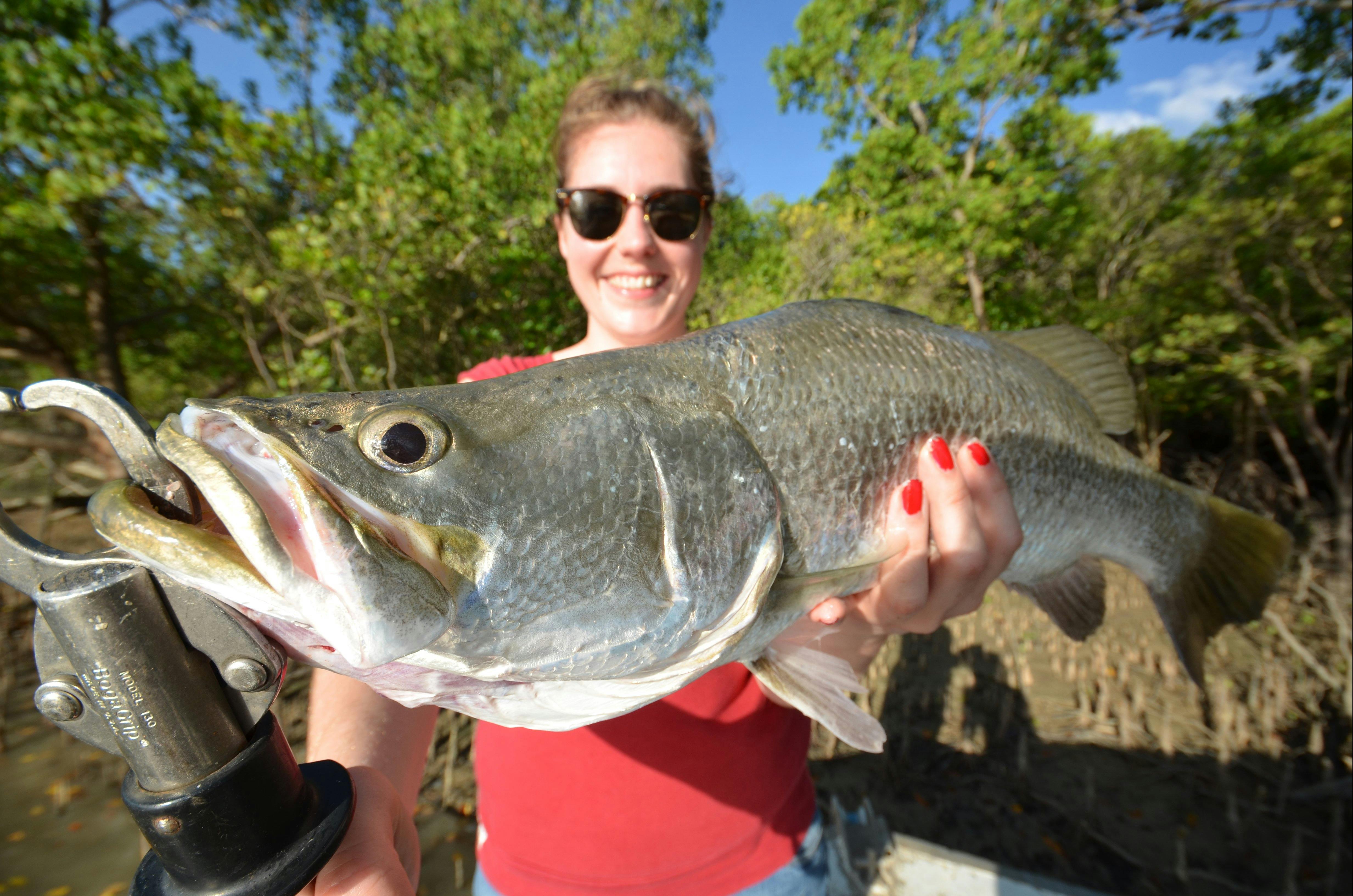 barramundi darwin
