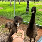 Emo the Emu