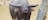Buffalo