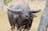 Tropical Hunting Safaris