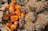 Full Day Tropical Gardens Tour with Outback Gourmet Meal & Sightseeing