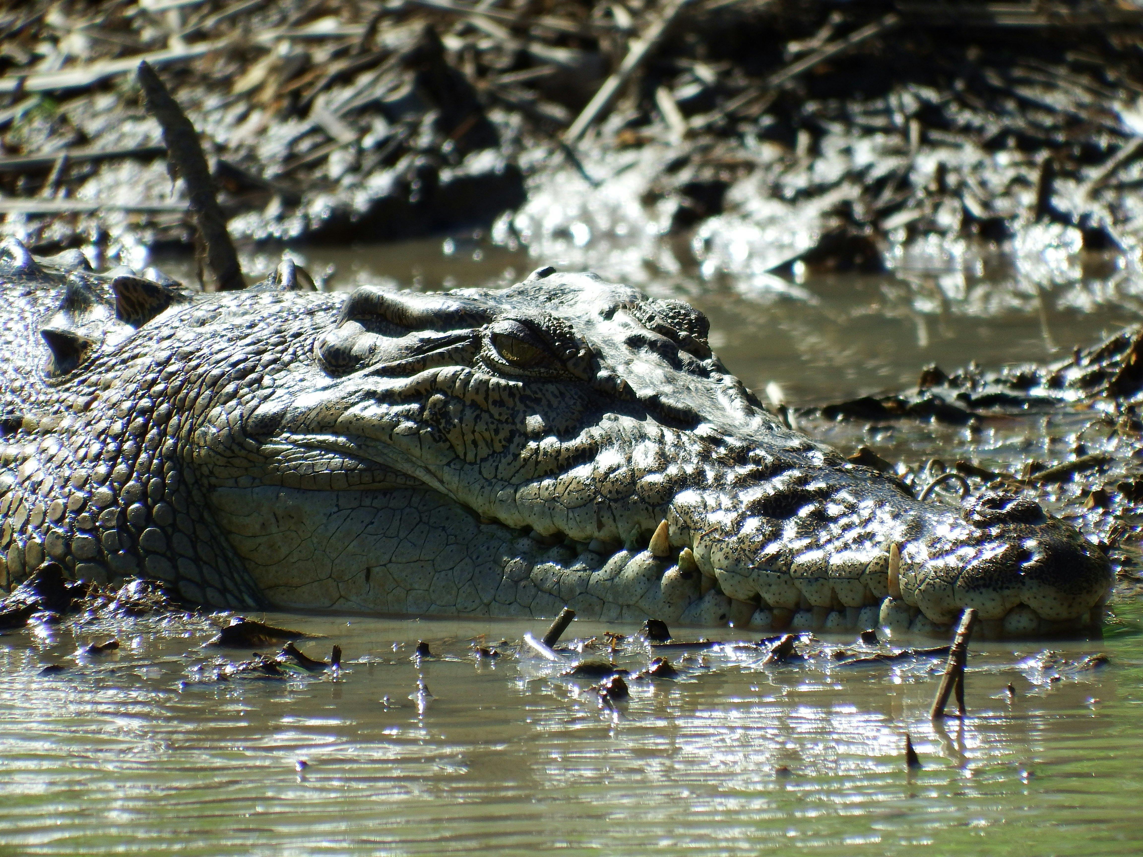Salt Water Crocodile