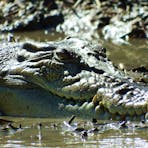 Salt Water Crocodile