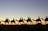 Camel to Sunset