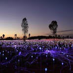 Immerse yourself in the Field of Light