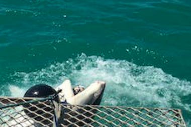 Shark Cage Diving