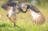 WILDFOTO Half Day Private Boat Safaris
