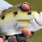 Archer Fish