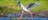 A long-legged stork walking across the water with extended wings.