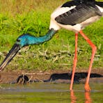Black Neck Stork