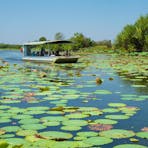 CRUISING THE WETLANDS
