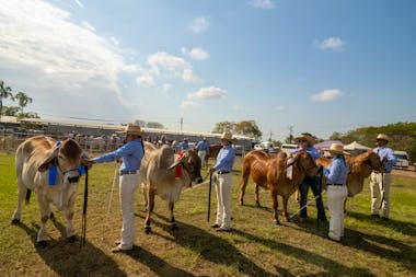 The Royal Darwin Show