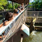 Daily Crocodile Feeding Tours