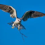 A Black-shouldered Kite builds a nest