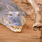 Crocodile near the retreat on the Daly river