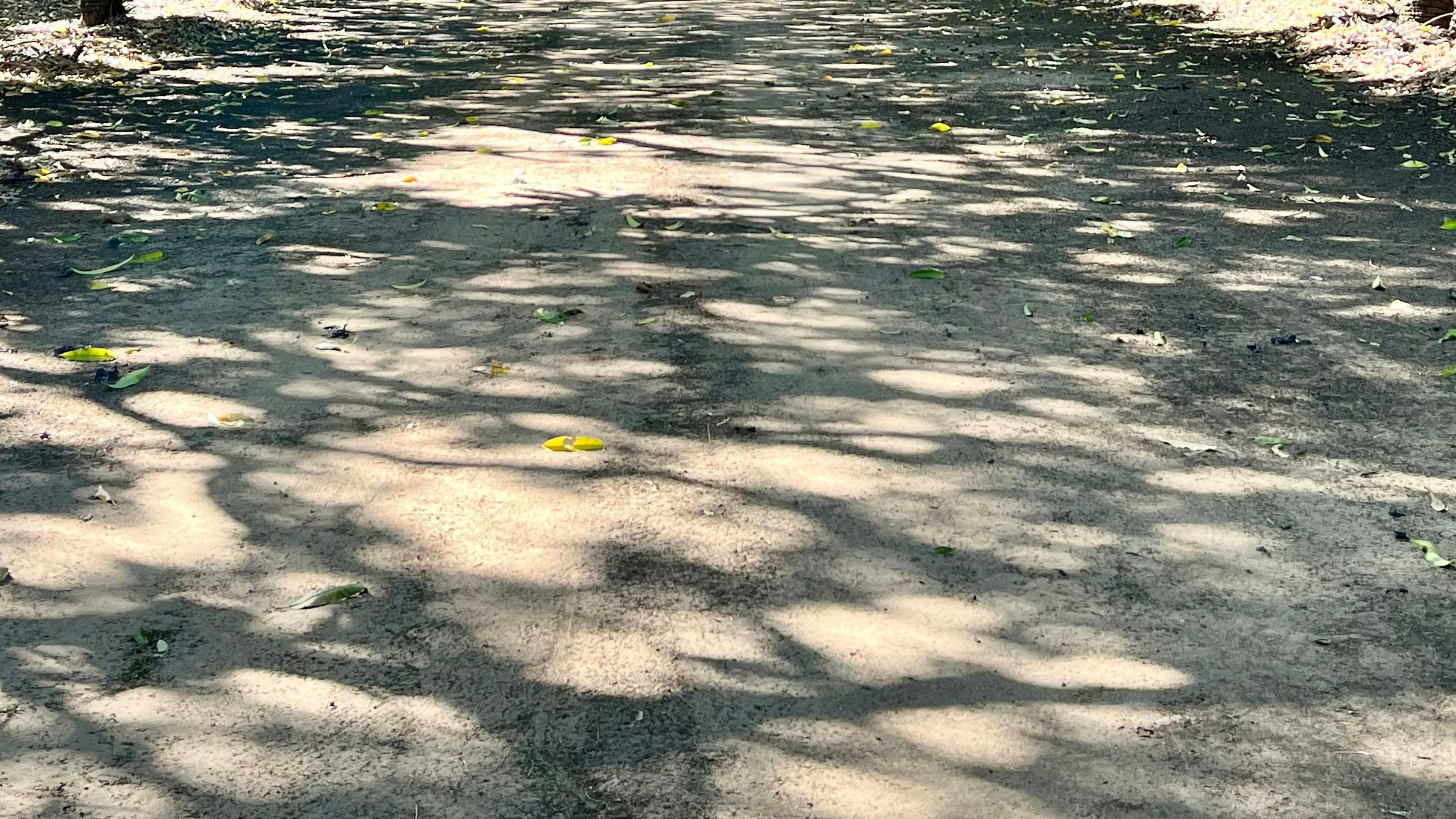 芒果農家樂
