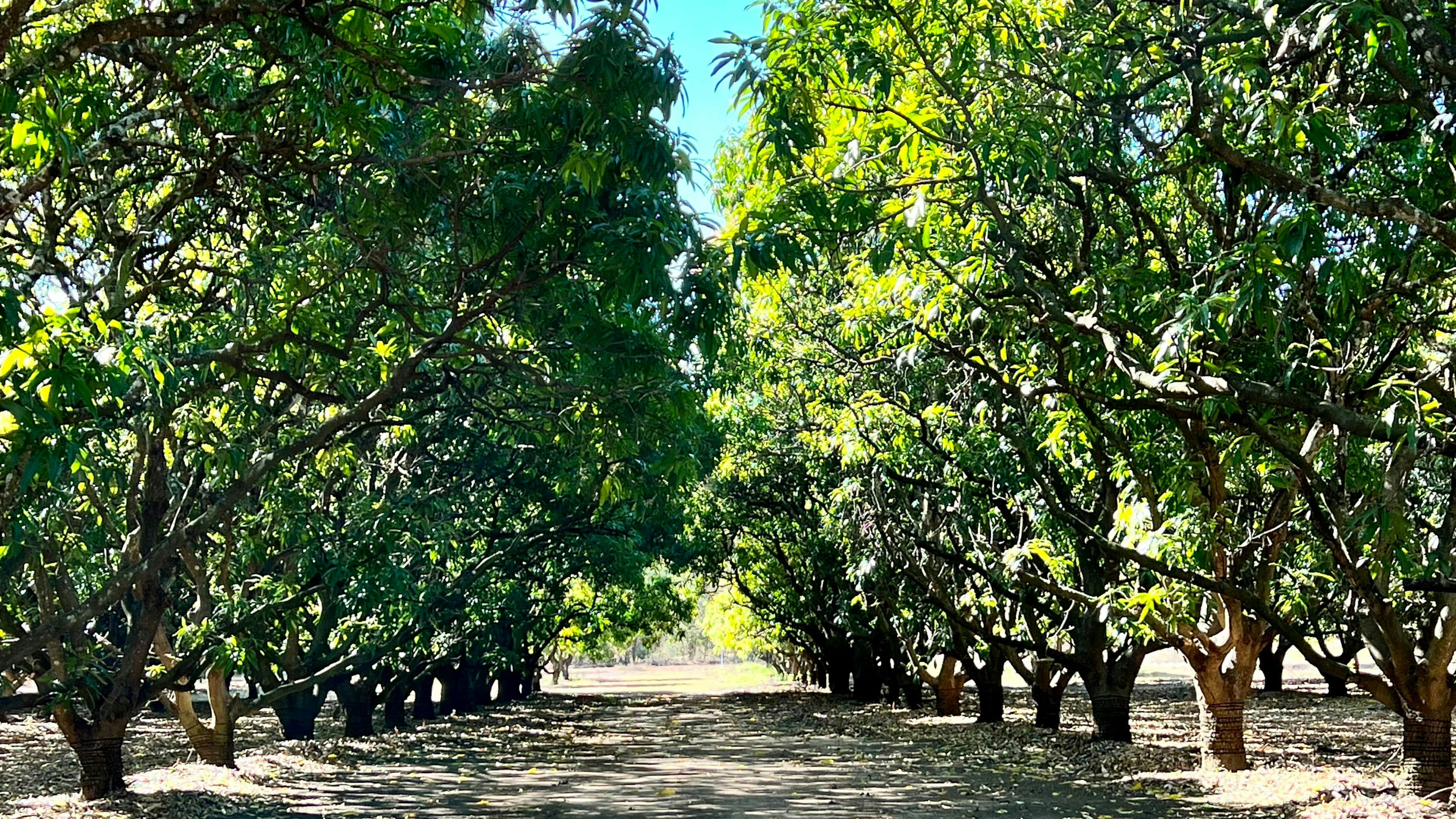 Mango Farm Stay