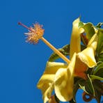 A yellow flower with protruding stamen and stigma