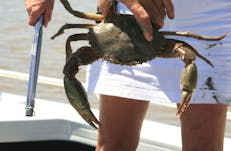 Crab caught off Dundee Beach