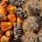 nuts-stuff