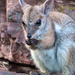 rock wallaby mammal tours in Kakadu National Park