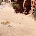 Alice Springs to Ormiston Gorge, Pound Walk & Ellery Big Hole