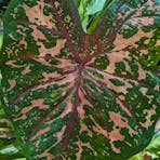 magic-leaf