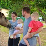 Patting the horses.