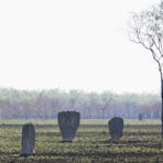 Litchfield National Park is famous for the magnetic termite mounds that populate its floodplains