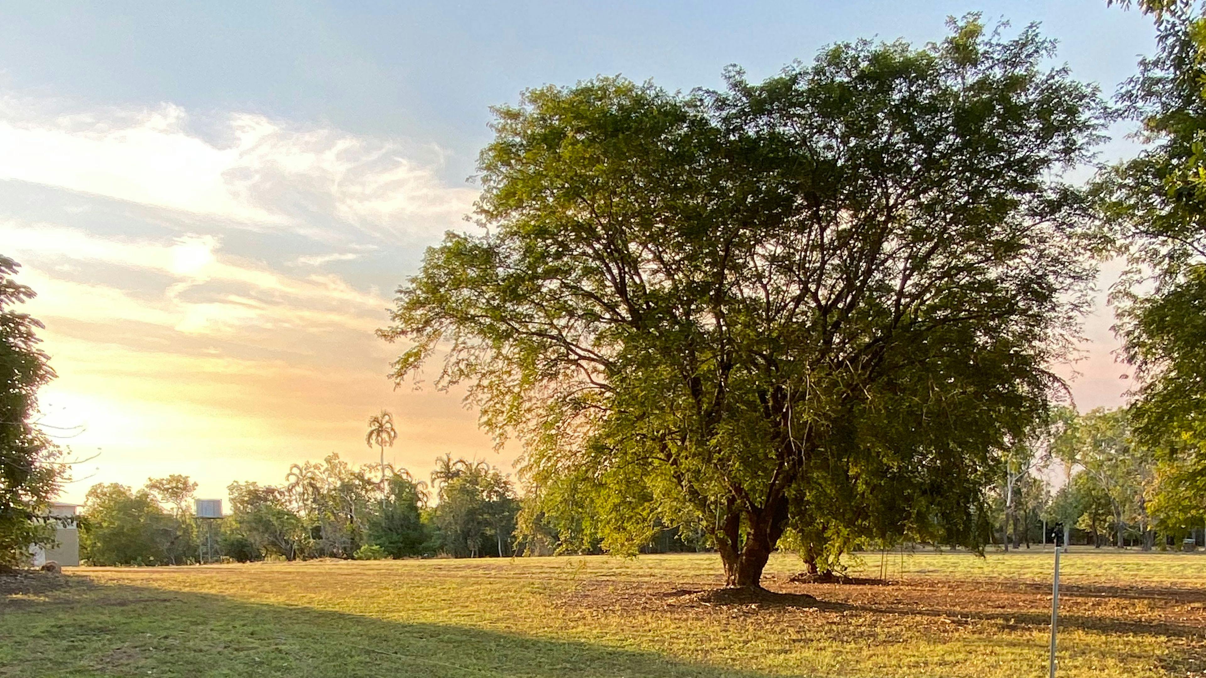 Darwin River Fern Farm