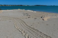 Turtle tracks - Barranyi
