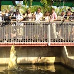 croc feeding 1