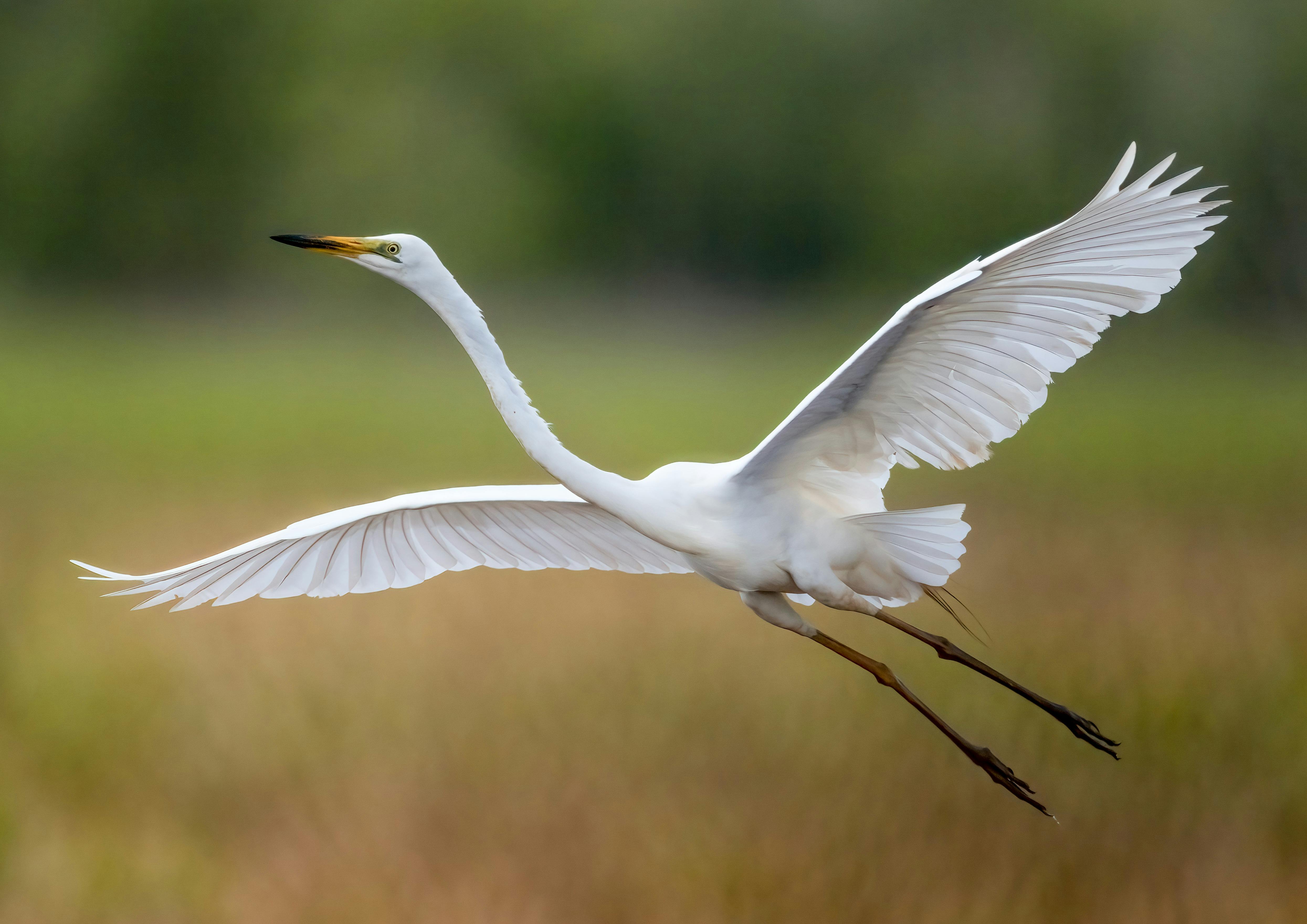 as seen on a WILDFOTO photography tour