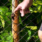 Bullet hole in a fence post from a Japanese Zero