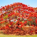 Poinciana in flower
