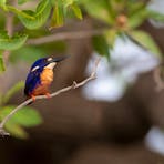 Bird photography guide Darwin