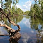 Waterhole lined with paperbark trees on the Victoria River at Kalkarindji.