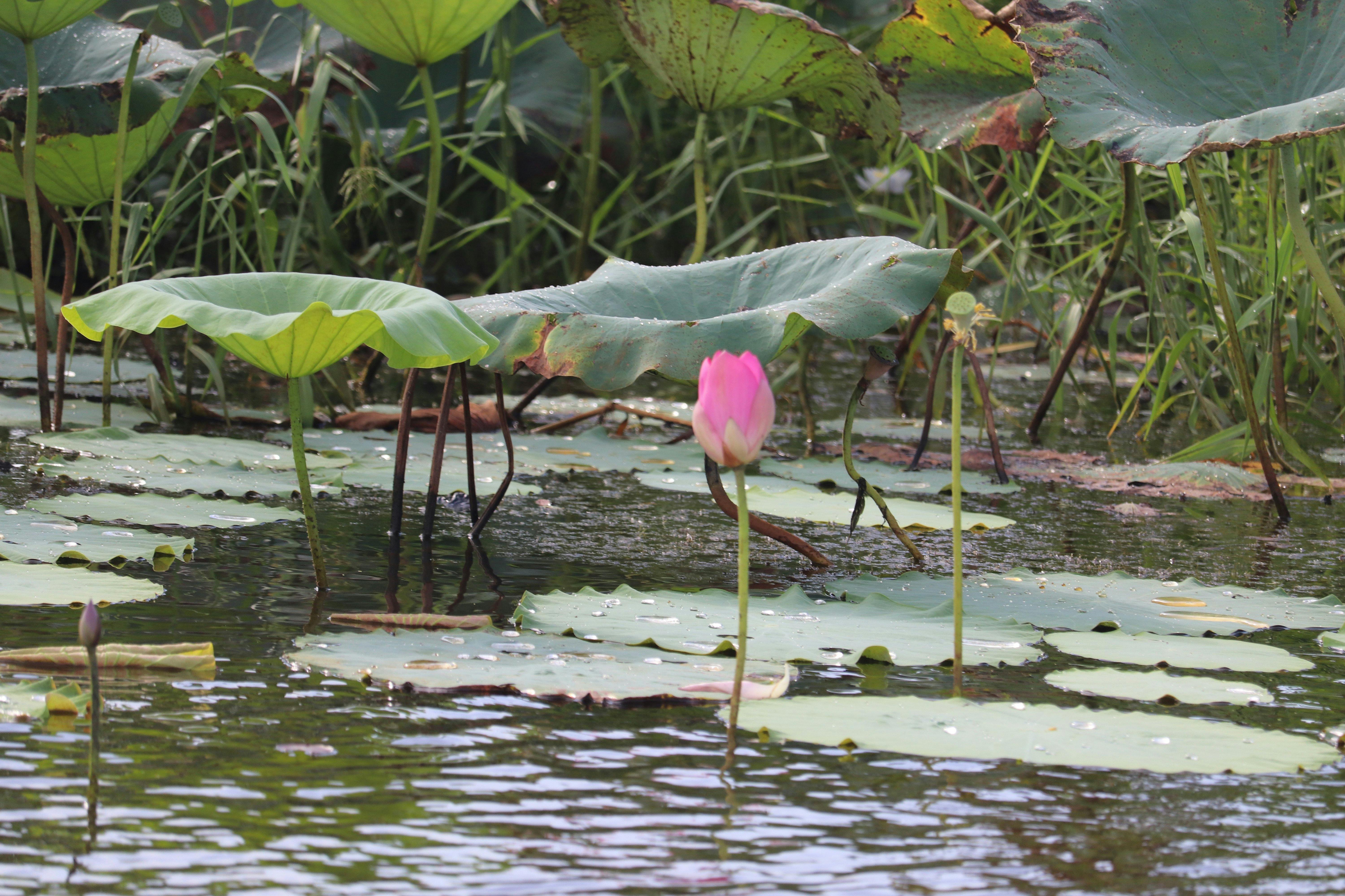 Corroborree Water Lillies