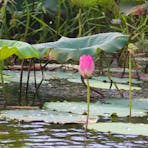 Corroborree Water Lillies