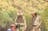 Alice Springs Desert Park Entry & Transfers