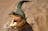Adelaide River Cruises - Jumping Crocodile Experience