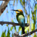 Rainbow Bee-eater