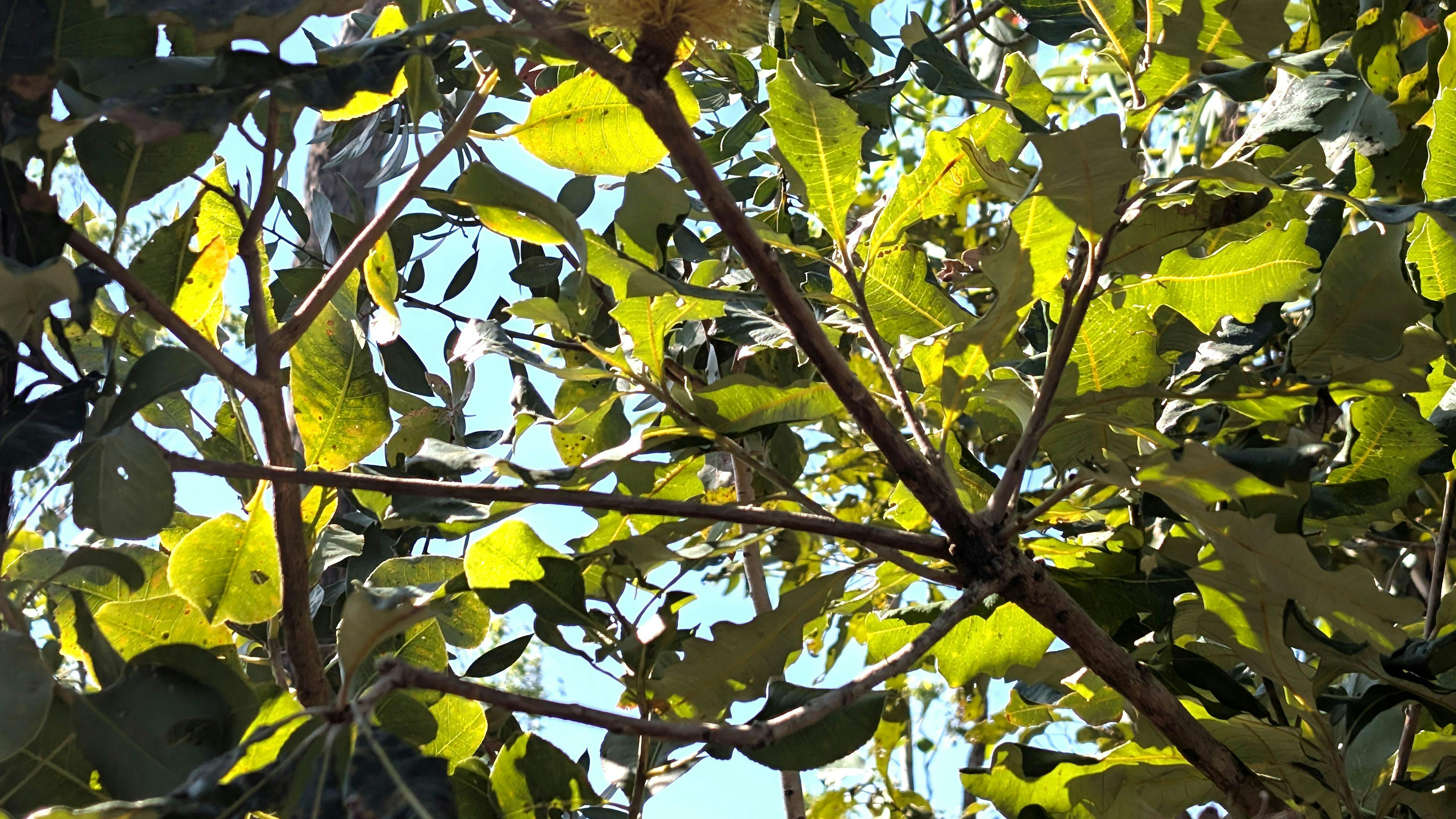 Banksai Bush Sites