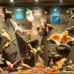 Museum of Central Australia display