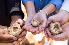 Bush Coconut