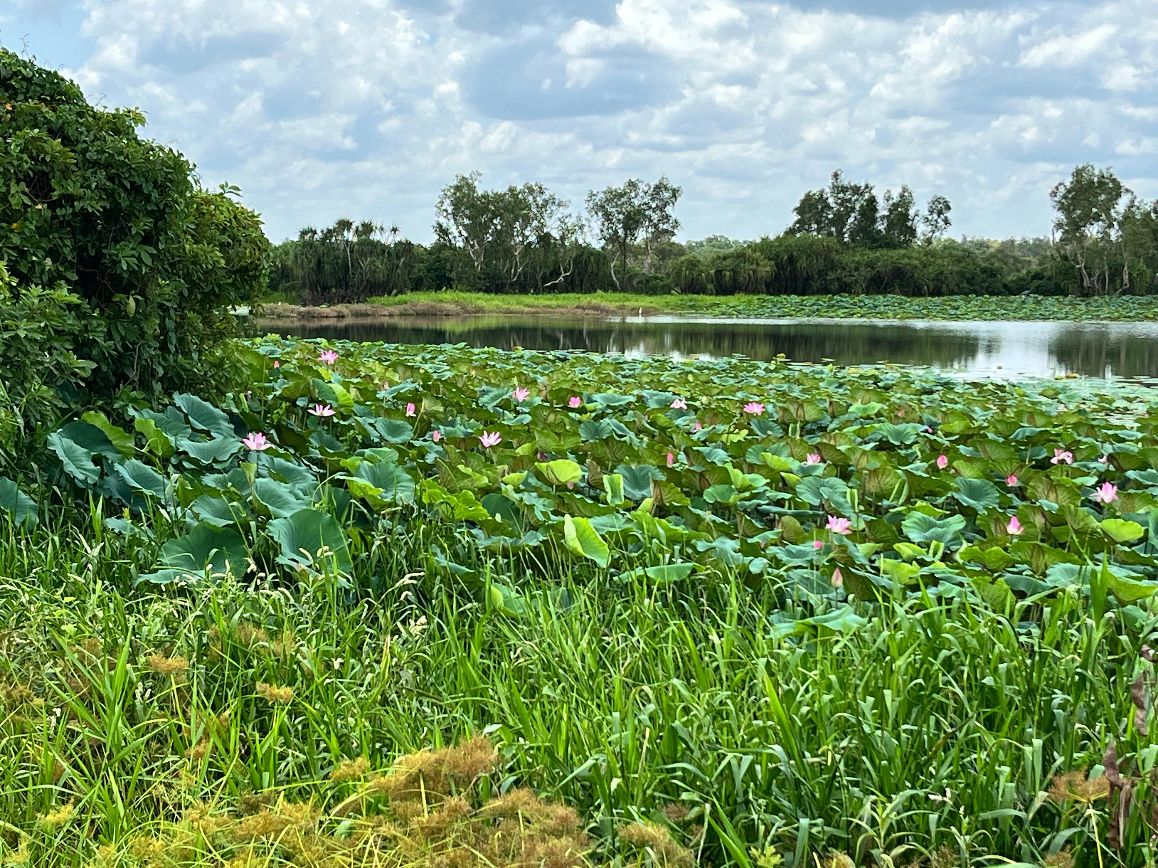 Lotus Lillies