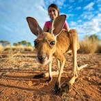 A kangaroo joey stares into the camera.